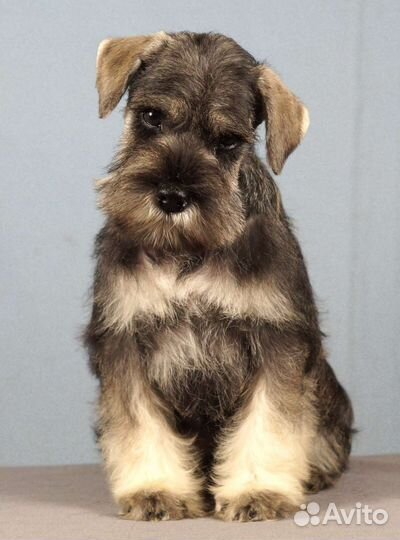 Цвергшнауцер перец с солью