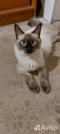 Отдам котят(девочек) в добрые руки