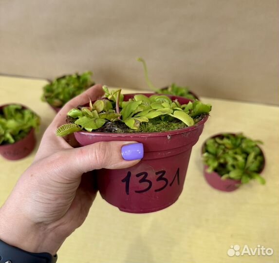 Венерина мухоловка цветок