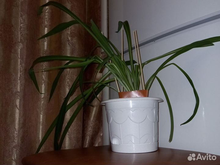 Хлорофитум Лемон