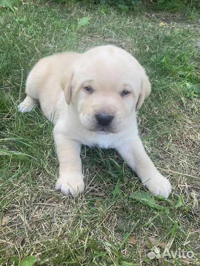 Лабрадор ретривер щенки