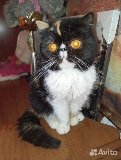 Экзоточка красавица