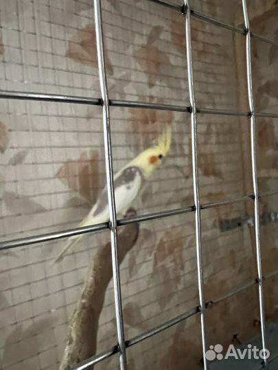 Попугай корелла птенецы