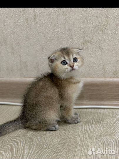 Британская золотая шиншилла