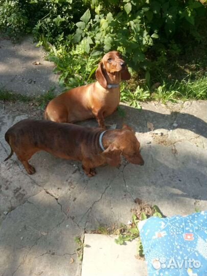 Таксы кобель для вязки