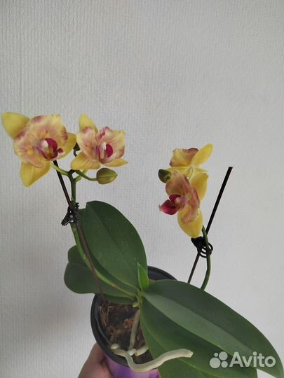 Орхидея фаленопсис