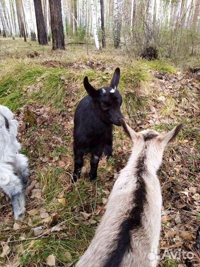 Козы и козлята