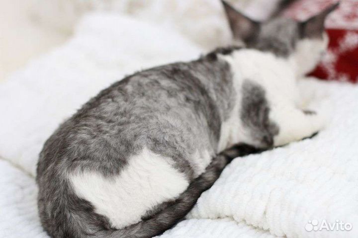 Красивая девочка породы Девон рекс