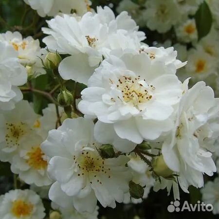 Штамбовая мускусная роза Гирлянд де Амур