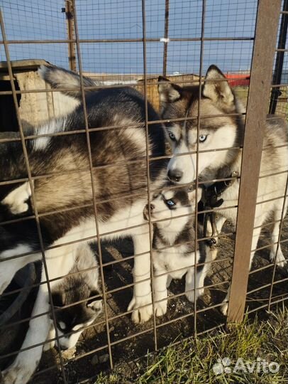 Щенки хаски