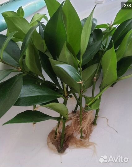 Эсхинантус жар птица