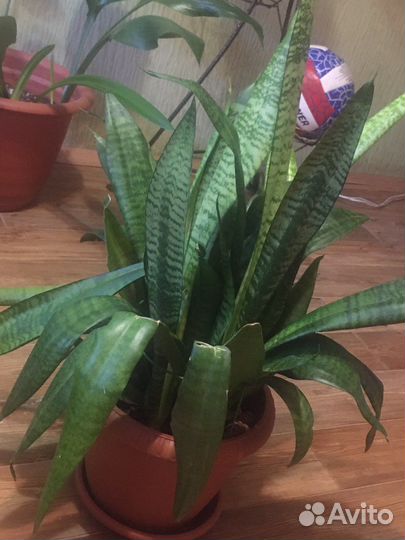 Сансевиерия