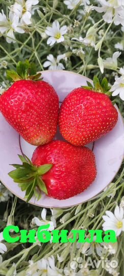 Клубника окс