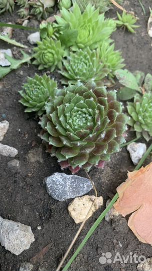 Молодило или каменная роза