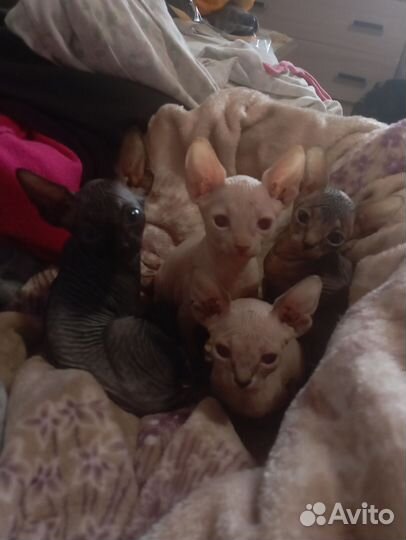 Канадский сфинкс