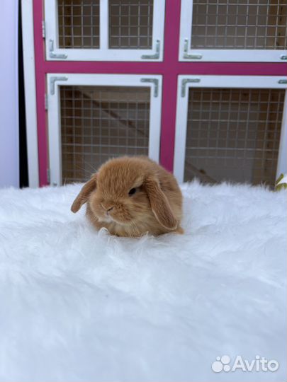 Элитные кролики мини(маленькие ушки)
