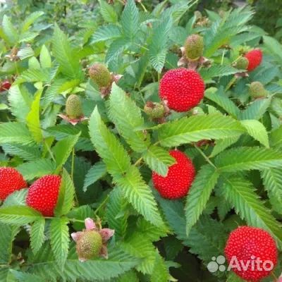 Малина тибетская розолистная