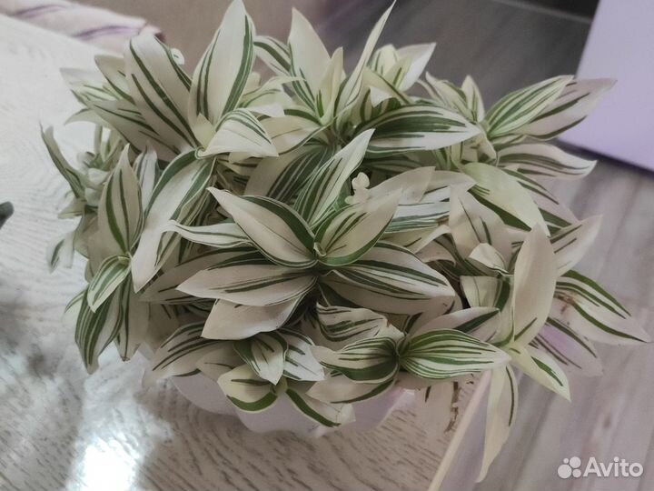 Сортовые традесканции