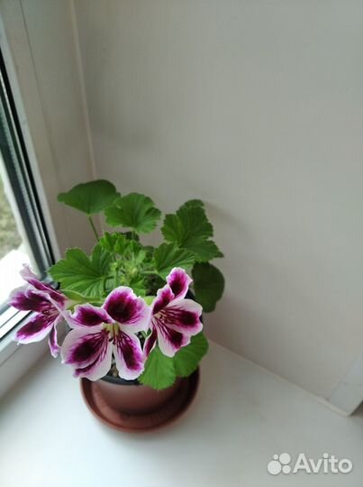 Фуксия,Фикус,Герань,Колеус,Папоротник,Бегония,Алоэ