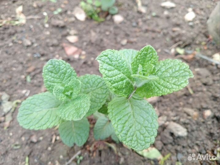 Самые популярные сорта мяты