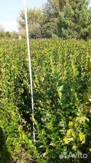 Саженцы кизильника от 80-120см