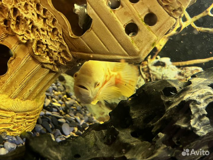 Астронотусы