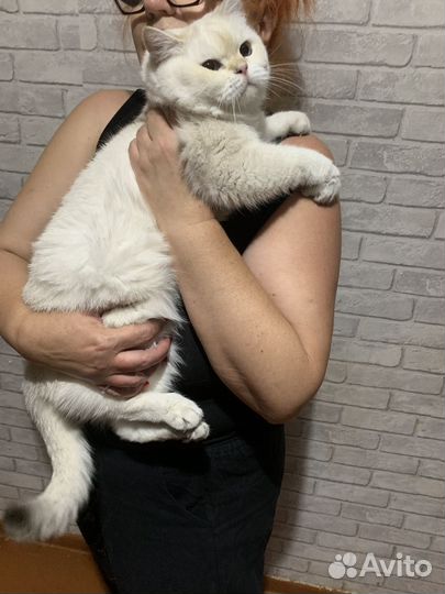 Кошка в дар бесплатно