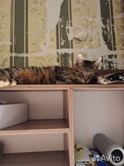 Отдам котов