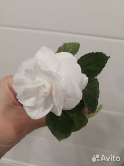 Ванька мокрый