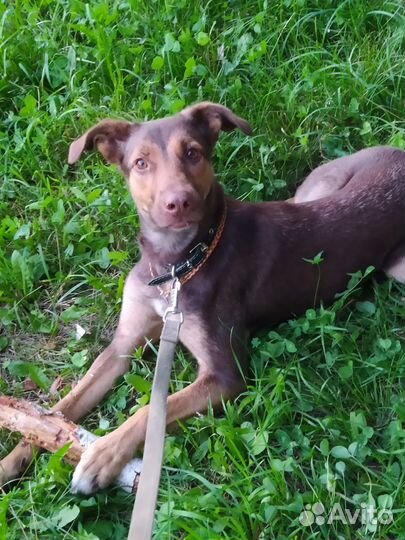 Красивая собака в добрые руки