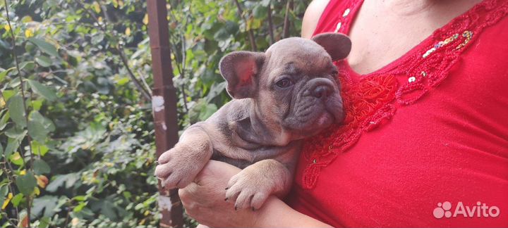 Девочки и мальчики французики