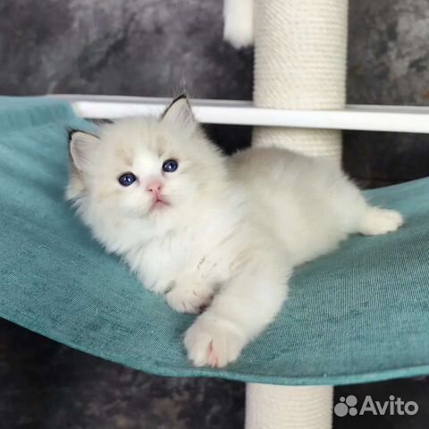 Kompot, мальчик рэгдолл с родословной