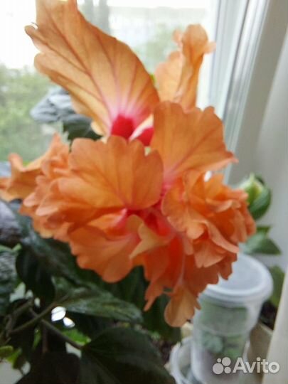 Сортовые гибискусы