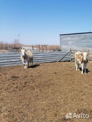 Коровы дойные