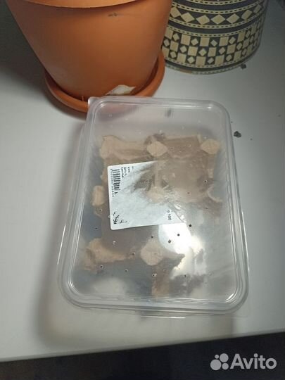 Корм для стрижа. Сверчки. Живые и замороженные