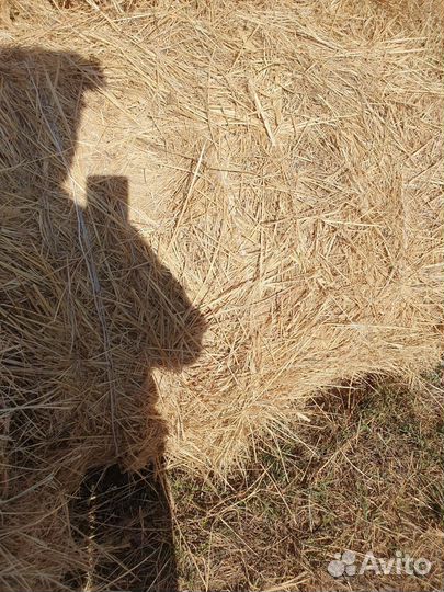 Сено в тюках