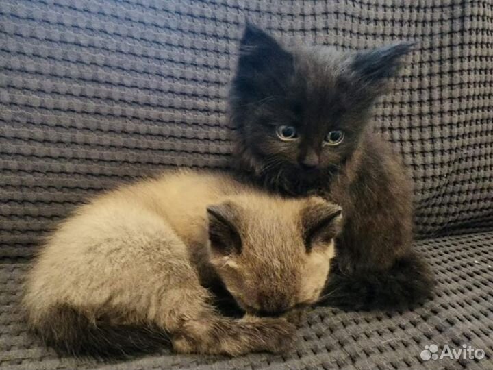 Котята в добрые руки
