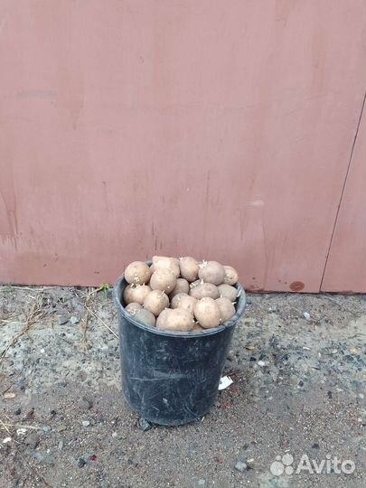 Семенной картофель