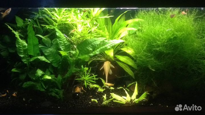 Растения для аквариума: мох рыбки Наяс+Стрелолист