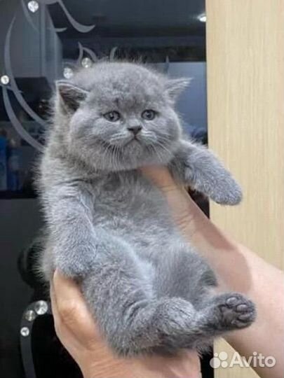 Британские котята