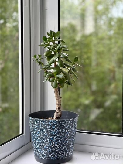 Денежное дерево толстянка крассула