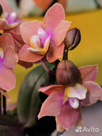 Парфюмерная фабрика Орхидея Фаленопсис мутант