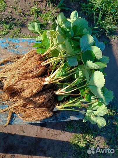 Саженцы клубники