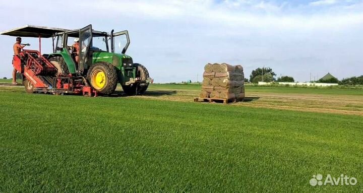 Рулонный газон