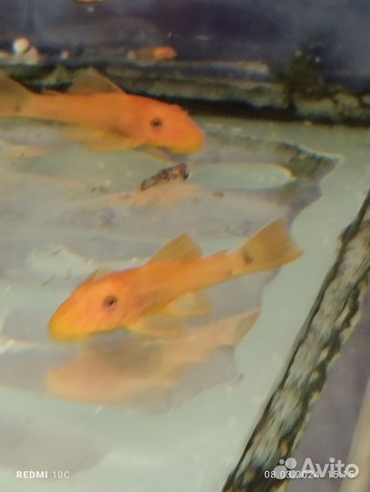 Мальки Анциструс супер ред, растения