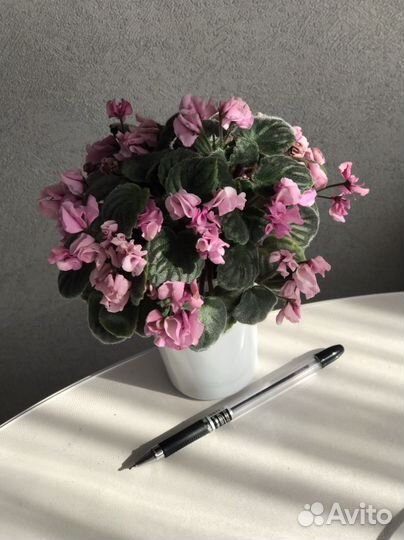 Фиалка сенполия