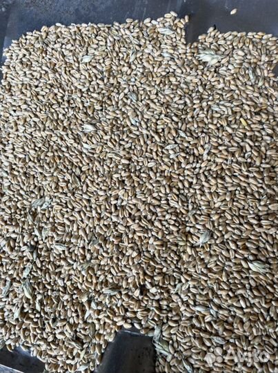 Пшеница ячмень