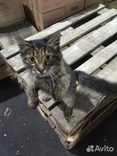 Кошечка- подросток