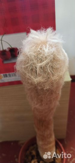 Кактус Эспостоа