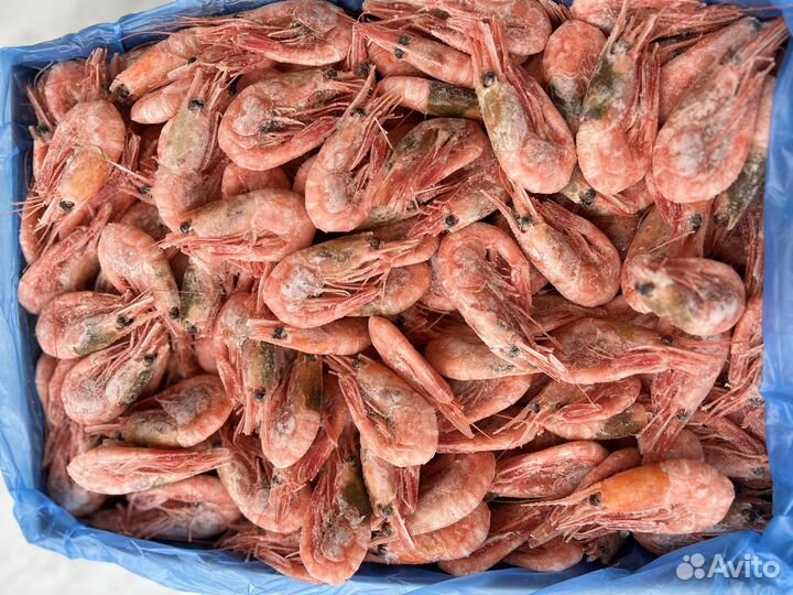 Креветка северная 70+